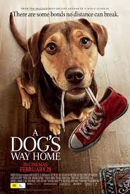 ดูหนังออนไลน์ฟรี A Dog’s Way Home (2019) เพื่อนรักผจญภัยสี่ร้อยไมล์ หนังมาสเตอร์ หนังเต็มเรื่อง ดูหนังฟรีออนไลน์ ดูหนังออนไลน์ หนังออนไลน์ ดูหนังใหม่ หนังพากย์ไทย หนังซับไทย ดูฟรีHD