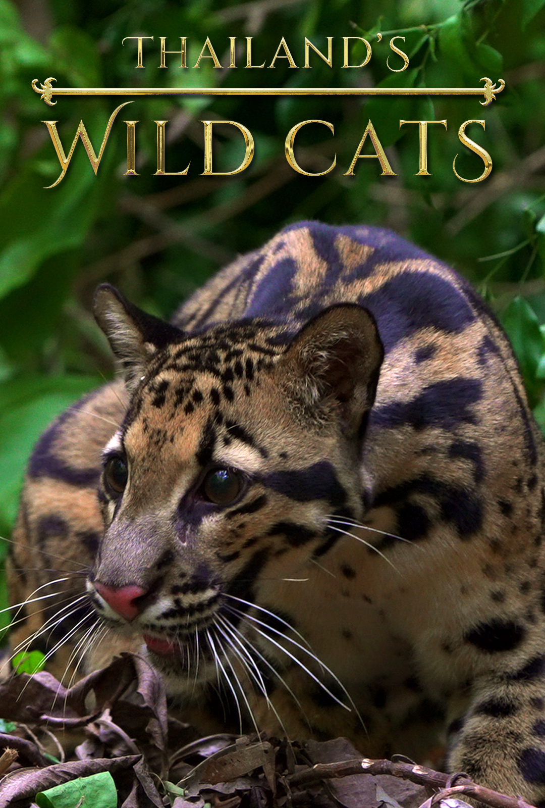 ดูหนังออนไลน์ฟรี Thailands Wild Cats (2021) หนังมาสเตอร์ หนังเต็มเรื่อง ดูหนังฟรีออนไลน์ ดูหนังออนไลน์ หนังออนไลน์ ดูหนังใหม่ หนังพากย์ไทย หนังซับไทย ดูฟรีHD