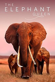 ดูหนังออนไลน์ฟรี The Elephant Queen (2019) หนังมาสเตอร์ หนังเต็มเรื่อง ดูหนังฟรีออนไลน์ ดูหนังออนไลน์ หนังออนไลน์ ดูหนังใหม่ หนังพากย์ไทย หนังซับไทย ดูฟรีHD