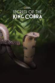 ดูหนังออนไลน์ฟรี Secret of the King Cobra (2010)